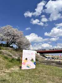 【京都】石清水八幡宮駅から行ける桜祭りは必見！