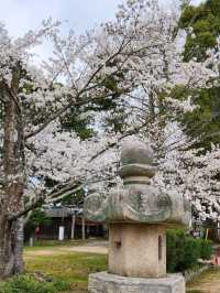 【山口グルメ】和カフェ大貫・山口の桜