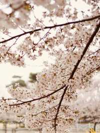Seoun Park: Incheon's Green Space with Spring Blossom Surprises 
