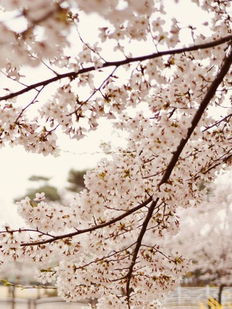 Seoun Park: Incheon's Green Space with Spring Blossom Surprises 