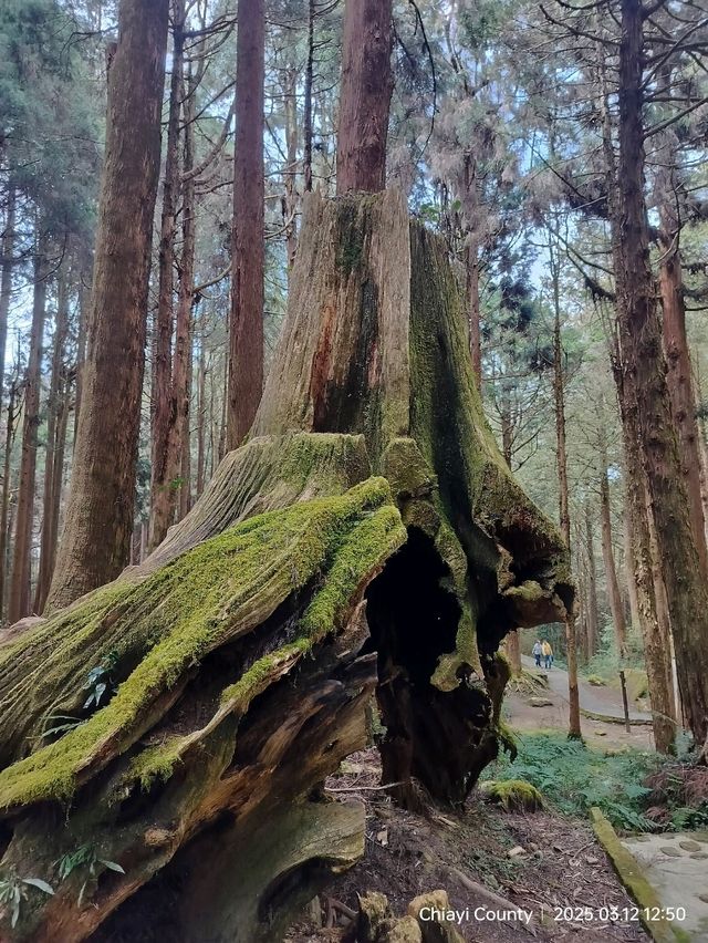 ไปดูดอกแมกโนเลียที่ Alishan 