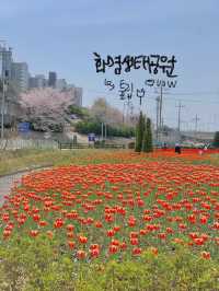 예쁜 튤립보며 데이트하기 🌷