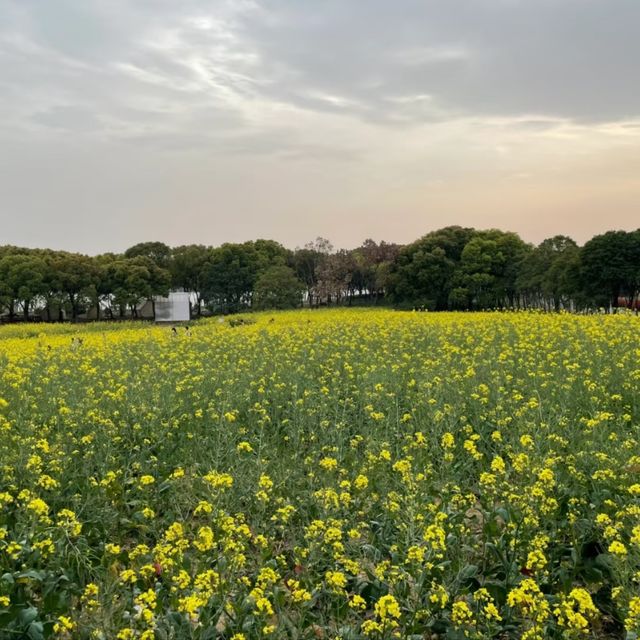 *Tiger Hill Wetland Park– Suzhou’s Urban Ecological Oasis