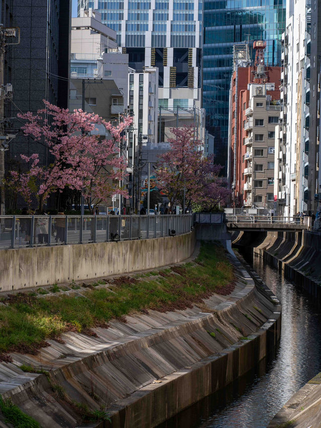 人が少なくねらい目！渋谷川の桜🌸