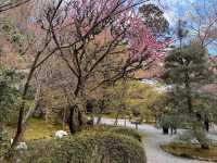 京都龍安寺，櫻花與禪風枯山水結合的美妙庭園