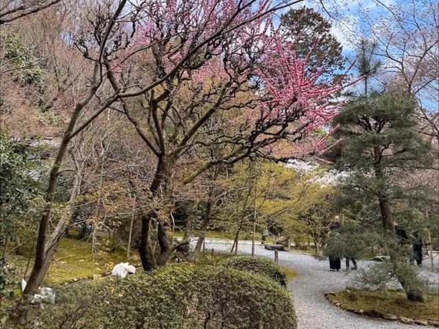 京都龍安寺，櫻花與禪風枯山水結合的美妙庭園