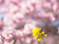 Pink & Gold Paradise — Discover Spring Early at Minami no Sakura to Nanohana Matsuri