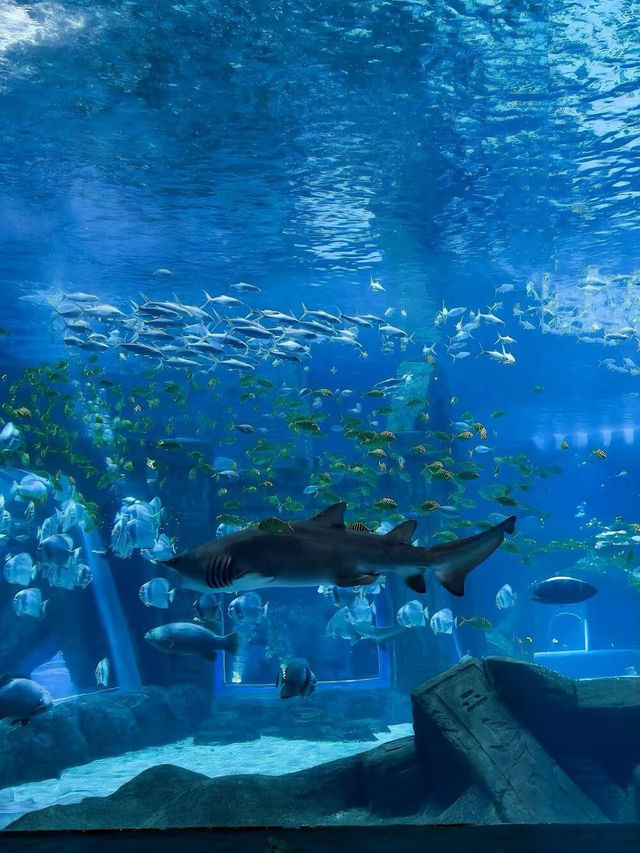 Under the Sea in Singapore – A Magical Dive Without Getting Wet!