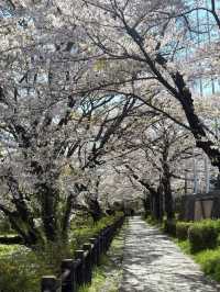 Tachikawa Shouen Cherry Blossoms – A Local Favorite in Tokyo’s Suburbs