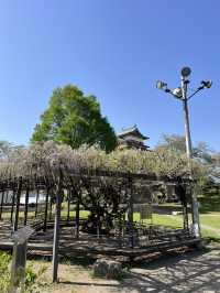 【長野】今だけ!!お城と桜の超穴場スポット