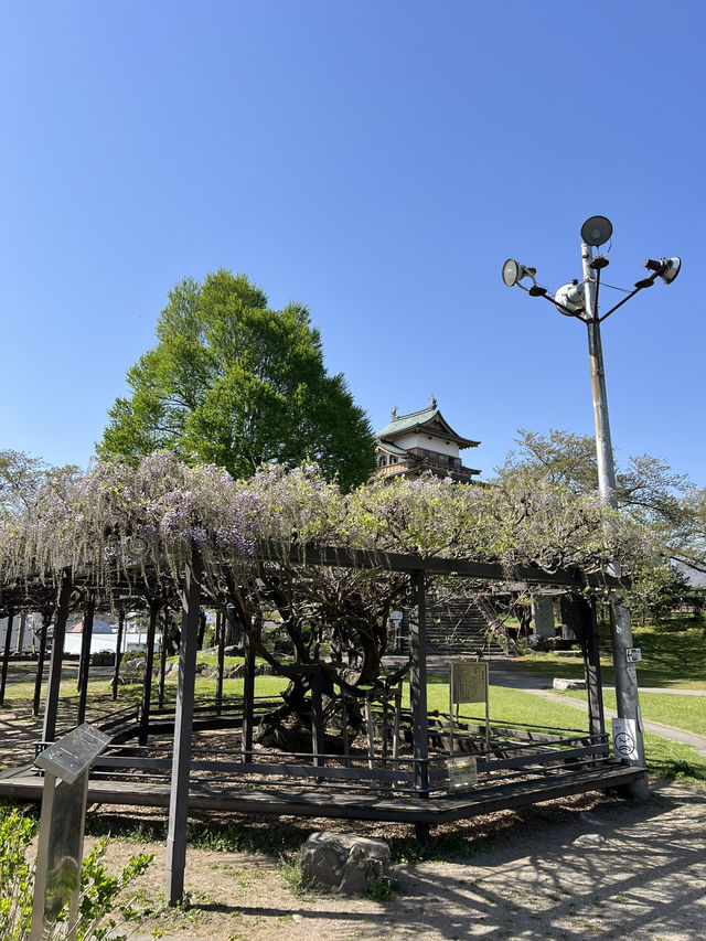 【長野】今だけ!!お城と桜の超穴場スポット