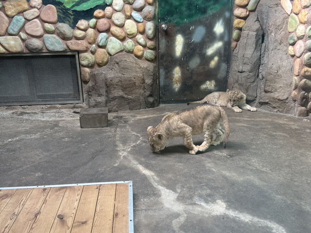 上海野生動物園優質動物園之選👍👍