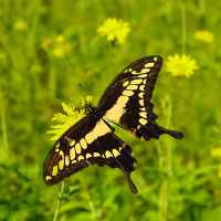 Butterfly Garden, Dubai