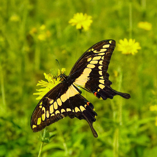 Butterfly Garden, Dubai