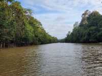 Wild & Wondrous: My Jungle Adventure on Kinabatangan River! 🌿🐘