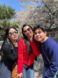 Scenic Spots in Suwon for Sakura Viewing!