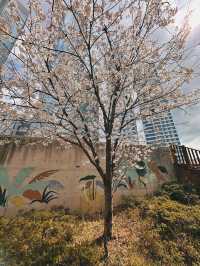 Bloom, Breeze & a Bit of Roar: Discover the Charm of Songdo Cable Car