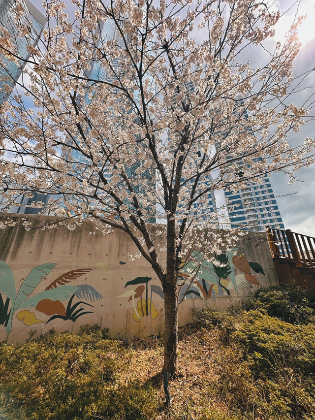 Bloom, Breeze & a Bit of Roar: Discover the Charm of Songdo Cable Car