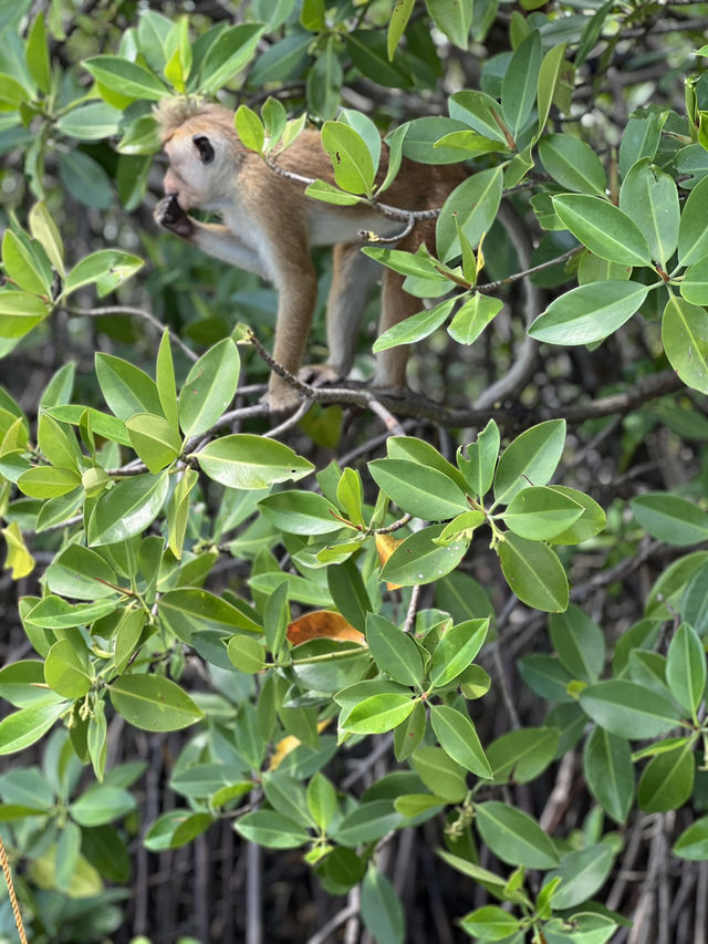 Monkey island Negombo, Sri Lanka 