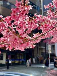 A Pink Citywalk in Tokyo This March 🌸🏙️ | Cherry Blossoms and Urban Magic