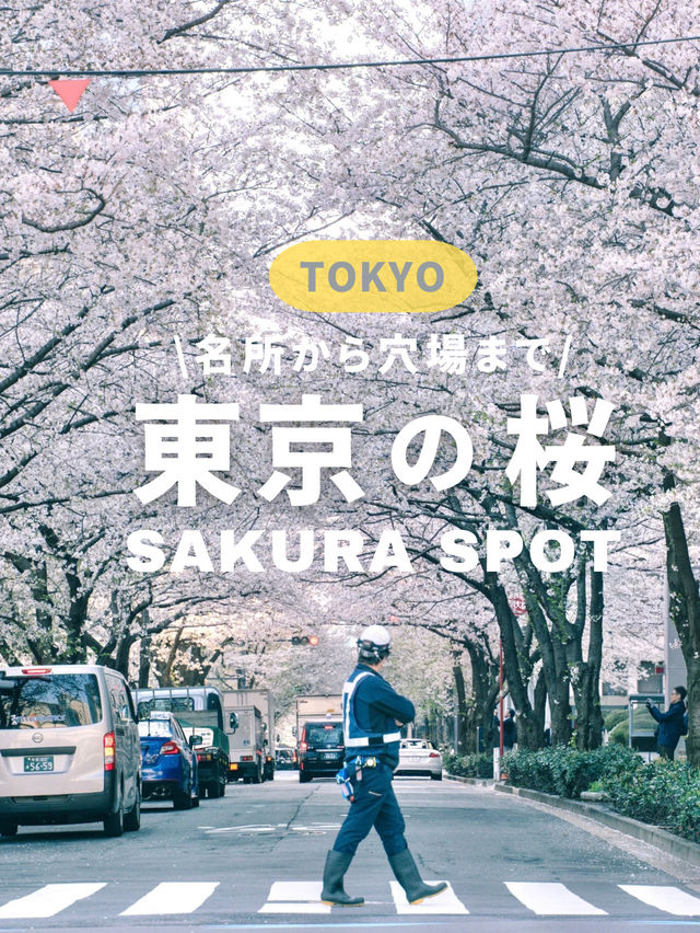 【東京】美しい桜とその歴史