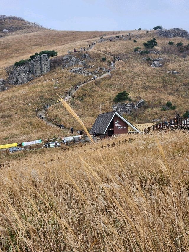 영남알프스의 관문, 가을 억새로 유명한 간월재🍂