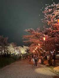 Senshu Park Cherry Blossoms-Akita's Floral Castle in the Sky