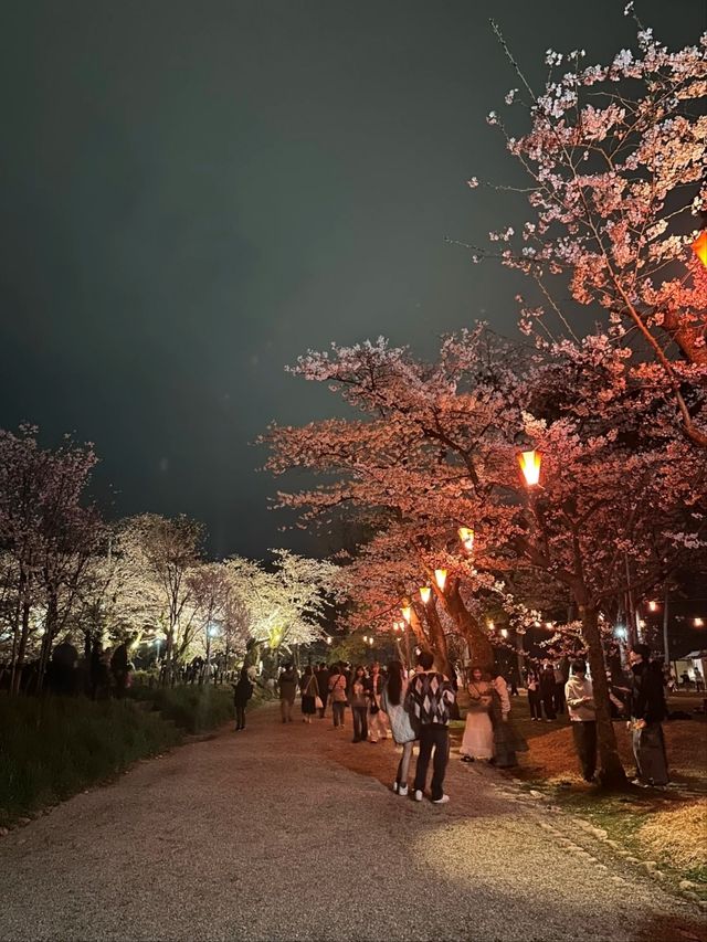 Senshu Park Cherry Blossoms-Akita's Floral Castle in the Sky
