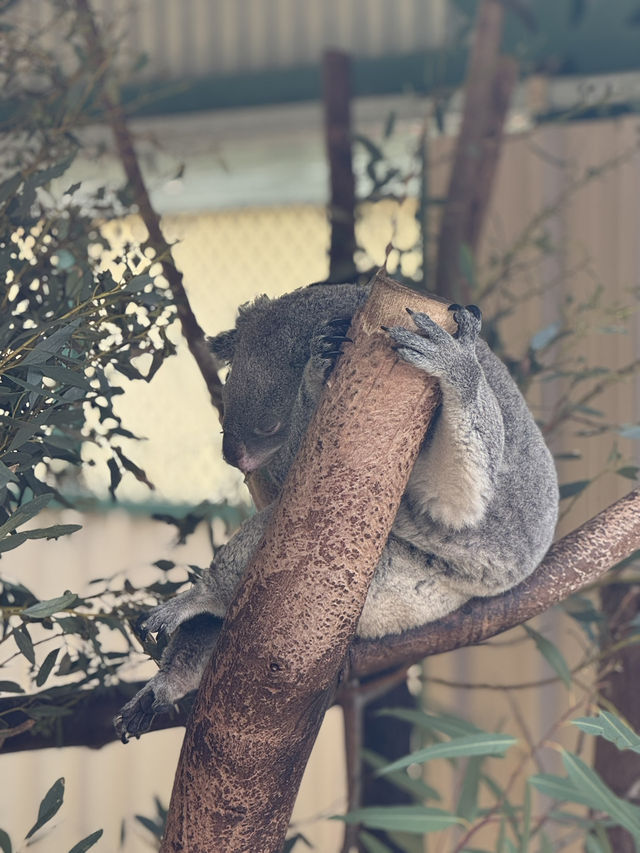 The cuddly koalas in Perth