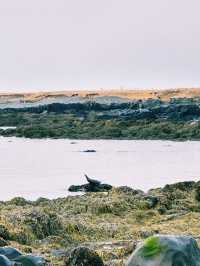Seals, Soup & Snæfellsnes Wonders – A Magical Day 8 in Iceland!🇮🇸
