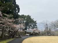 114北海道櫻花之旅
