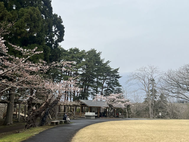 114北海道櫻花之旅