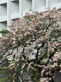 香港｜中環古樹節果決明