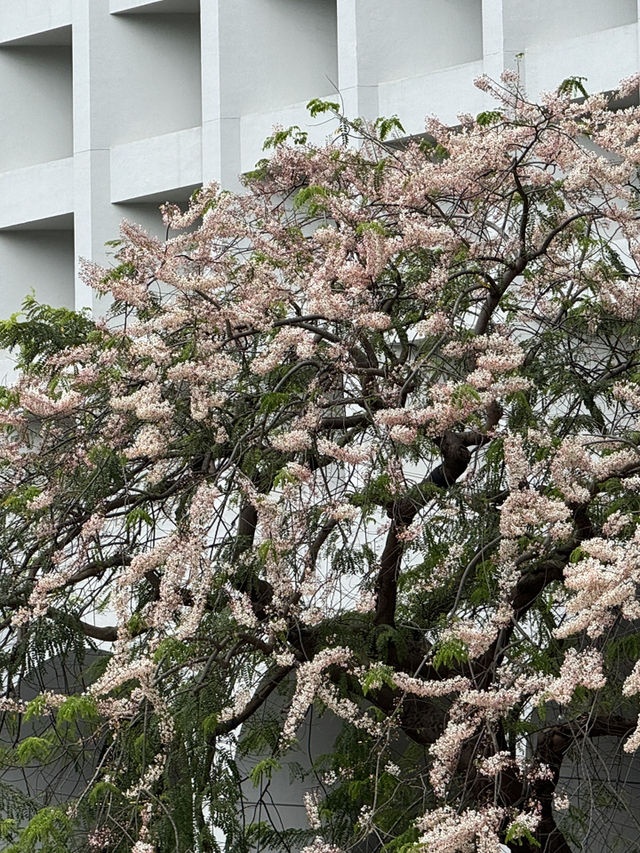 香港｜中環古樹節果決明