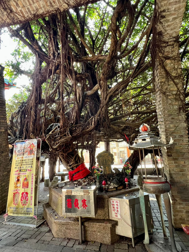 超壯觀～澎湖超過300年的大榕樹！
