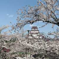  A Springtime Escape at Tsuruga castle