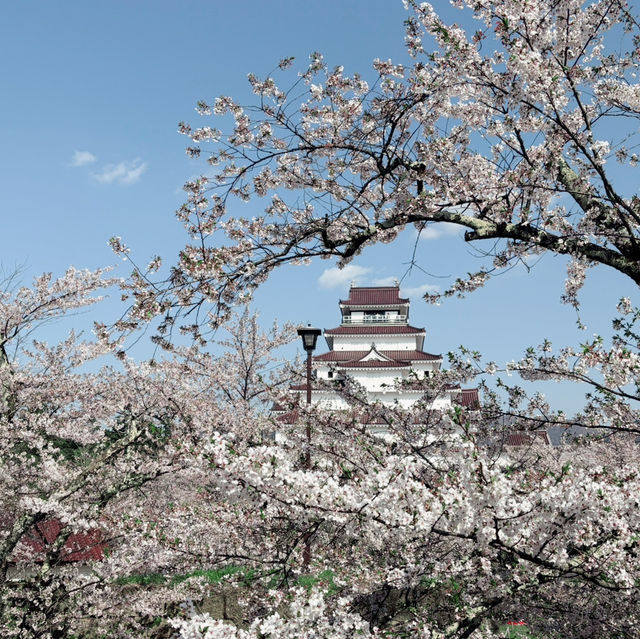  A Springtime Escape at Tsuruga castle
