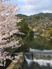 Wandering Around, Found Sakura, Ended Up in a Spring Daydream