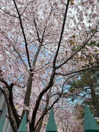 “Sakura of the Mind: Blossoms in the Halls of Thought”