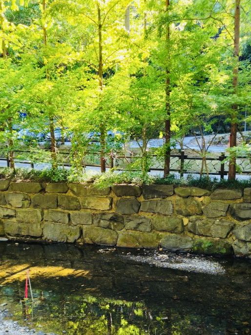 A Breath of Fresh Air at Jangtaesan Natural Recreational Forest