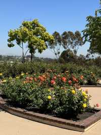 🌹 샌디에고 Musineffle Rose Garden, 장미의 향연!