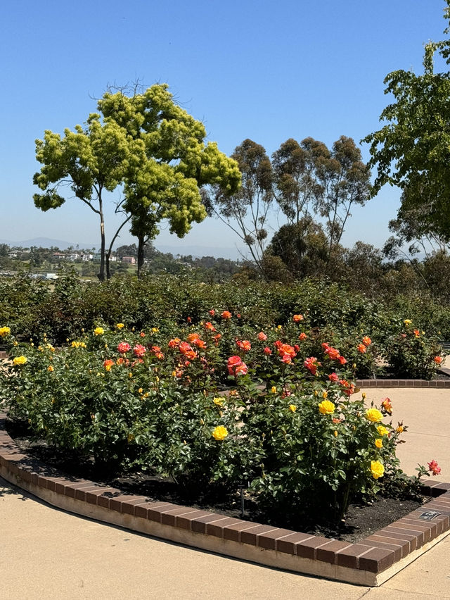 🌹 샌디에고 Musineffle Rose Garden, 장미의 향연!