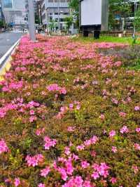 LOVELY SPRING, WHERE EVERY PETAL ADDS A LITTLE MORE COLOUR TO THE DAY 