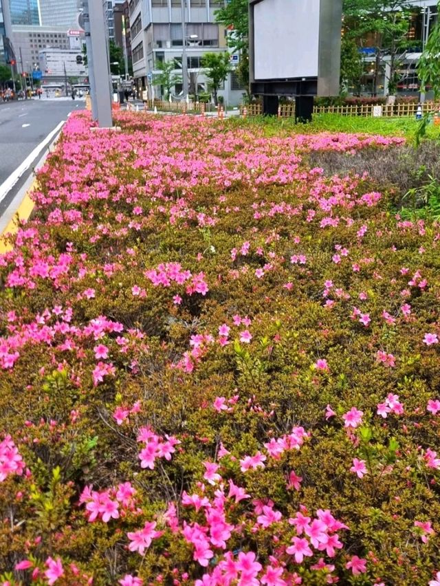 LOVELY SPRING, WHERE EVERY PETAL ADDS A LITTLE MORE COLOUR TO THE DAY 