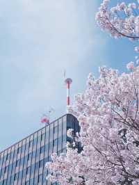 大阪夜行巴士直達仙台賞櫻，6000日圓起 