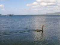 #羅託魯瓦湖Lake Rotorua-紐西蘭羅託魯瓦