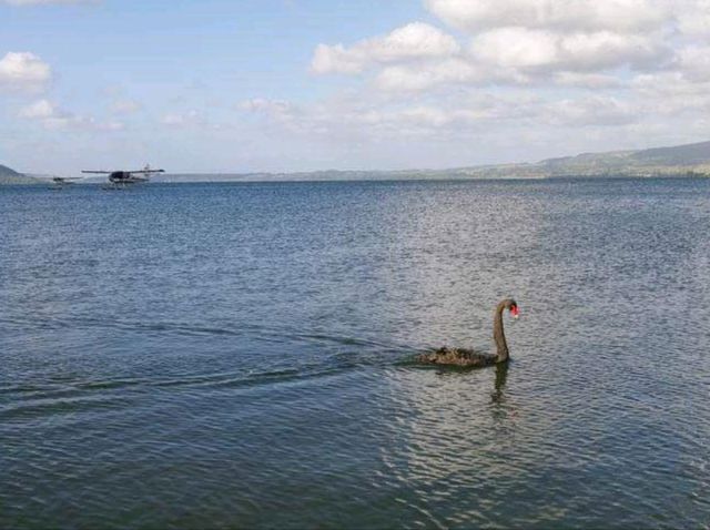 #羅託魯瓦湖Lake Rotorua-紐西蘭羅託魯瓦