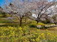 Nikko: Japan’s Hidden Sanctuary of Nature and History