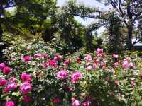 無料で楽しむ薔薇！港の見える丘公園にて