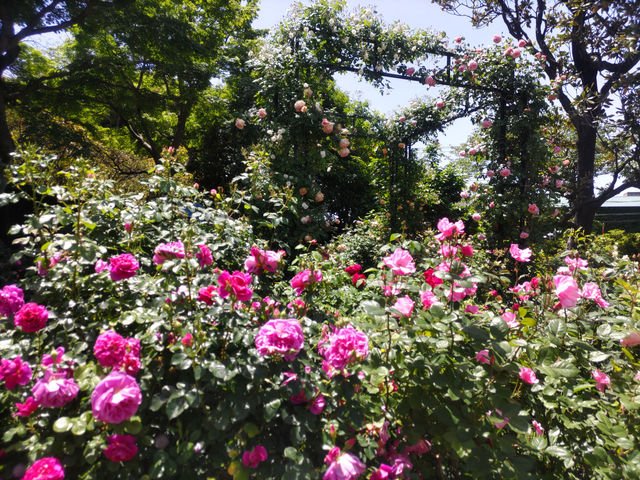 無料で楽しむ薔薇！港の見える丘公園にて